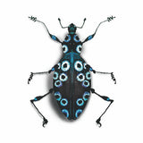 Beetle Study 1 Print