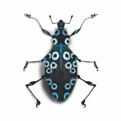 Beetle Study 1 Print